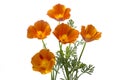 California poppy Royalty Free Stock Photo