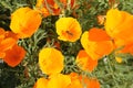 California Poppy or Eschscholzia californica flowers Royalty Free Stock Photo