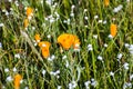 California poppy (Eschscholzia californica) and popcorn flowers (Plagiobothrys nothofulvus) blooming on a
