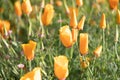 Blooming California Poppy