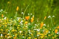 California poppy Eschscholzia californica and various other wildflowers blooming on a meadow, south San Francisco bay area, San