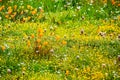 California poppy Eschscholzia californica and various other wildflowers blooming on a meadow, south San Francisco bay area, San Royalty Free Stock Photo
