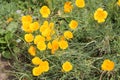 California Poppy or Eschscholzia californica yellow flowers Royalty Free Stock Photo