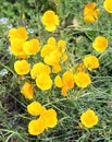 California Poppy or Eschscholzia californica yellow flowers Royalty Free Stock Photo