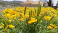 California poppy or Eschscholzia californica yellow and orange flowers field Royalty Free Stock Photo