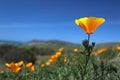 California poppy field, Big Sur, California