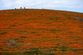 California Poppy field in the desert on cloudy day with sunbeams coming through clouds Eschscholzia californica and a sloping up
