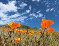 California poppy field in springtime, USA Royalty Free Stock Photo