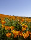 California poppy field during a super bloom Royalty Free Stock Photo