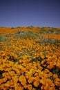 California poppy field during a super bloom Royalty Free Stock Photo