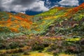 California Poppy fields landscape make a perfect picture of spring. Royalty Free Stock Photo