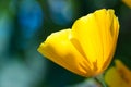 California poppy flower close up Royalty Free Stock Photo