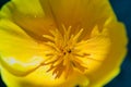 California poppy flower close up Royalty Free Stock Photo