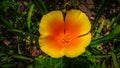 California-Poppy Flower Close Up Royalty Free Stock Photo