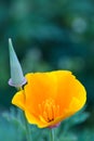 California poppy flower close up Royalty Free Stock Photo