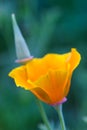California poppy flower close up Royalty Free Stock Photo