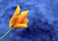 California Poppy flower Eschscholzia californica growing wild in Tenerife,Canary Islands,Spain. Royalty Free Stock Photo