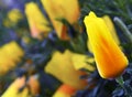 California Poppy flower Eschscholzia californica growing wild in Tenerife,Canary Islands,Spain. Royalty Free Stock Photo