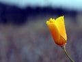 California Poppy flower Eschscholzia californica growing wild in Tenerife,Canary Islands,Spain. Royalty Free Stock Photo