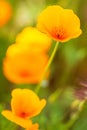 California Poppy Flower in a Field Close-up Royalty Free Stock Photo