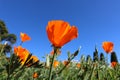 California poppy flower. View looking up towards blue sky. Royalty Free Stock Photo