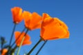 California poppy flower. View looking up towards blue sky. Royalty Free Stock Photo