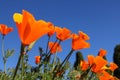 California poppy flower. View looking up towards blue sky. Royalty Free Stock Photo