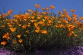 California Poppy Flowers Royalty Free Stock Photo