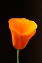 California poppy, flowers in bloom Royalty Free Stock Photo