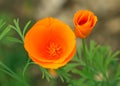 California poppy flowers, in bloom, Royalty Free Stock Photo