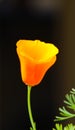 California poppy, flowers in bloom, vertical Royalty Free Stock Photo