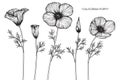 California poppy flowers drawing and sketch. Royalty Free Stock Photo