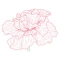California poppy flowers drawn and sketch with line-art on white backgrounds. Royalty Free Stock Photo