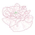 California poppy flowers drawn and sketch with line-art on white backgrounds. Royalty Free Stock Photo