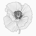 California poppy flowers drawn and sketch with line-art on white backgrounds Royalty Free Stock Photo