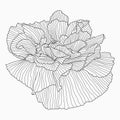 California poppy flowers drawn and sketch with line-art on white backgrounds Royalty Free Stock Photo