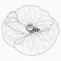 California poppy flowers drawn and sketch with line-art on white backgrounds Royalty Free Stock Photo