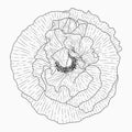 California poppy flowers drawn and sketch with line-art on white backgrounds Royalty Free Stock Photo