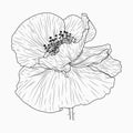 California poppy flowers drawn and sketch with line-art on white backgrounds Royalty Free Stock Photo