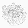 California poppy flowers drawn and sketch with line-art on white backgrounds Royalty Free Stock Photo