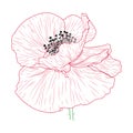 California poppy flowers drawn and sketch with line-art on white backgrounds. Royalty Free Stock Photo