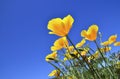 California Poppy flowers Eschscholzia californica on a blue sky background.Blooming Cup of gold. Royalty Free Stock Photo