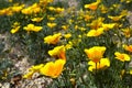 California Poppy flowers Eschscholzia californica growing wild in Tenerife,Canary Islands,Spain. Royalty Free Stock Photo