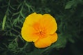 Yellow colour California poppy flower with green background of leafs. Close up shot of single flower.