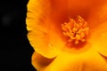 california poppy, intense orange flower on black background with water drop Royalty Free Stock Photo