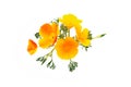 California poppy (Latin name: Eschscholzia).