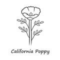 California poppy linear icon. Papaver rhoeas with name inscription. Corn rose wildflower. Herbaceous plants. Field