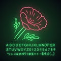 California poppy neon light icon. Papaver rhoeas. Corn rose blooming wildflower. Herbaceous plants. Field common poppy Royalty Free Stock Photo