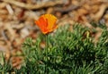 Poppy orange California flower Royalty Free Stock Photo