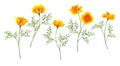 California Poppy set on white background